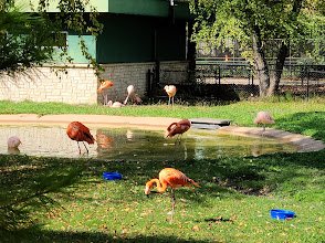 Henry Vilas Zoo